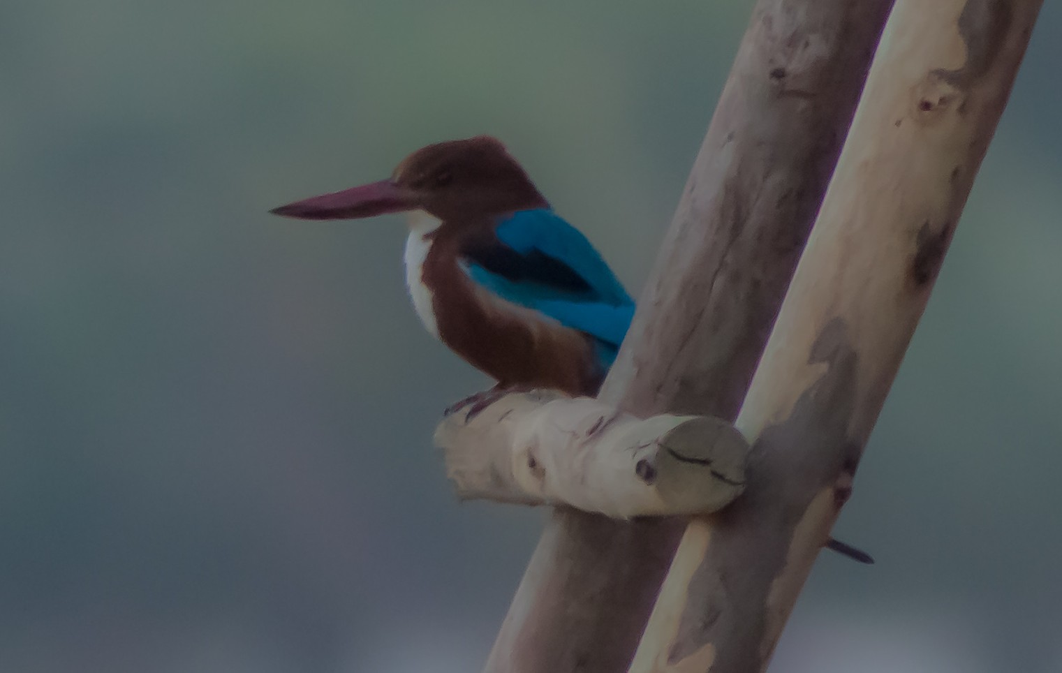 Kingfisher?