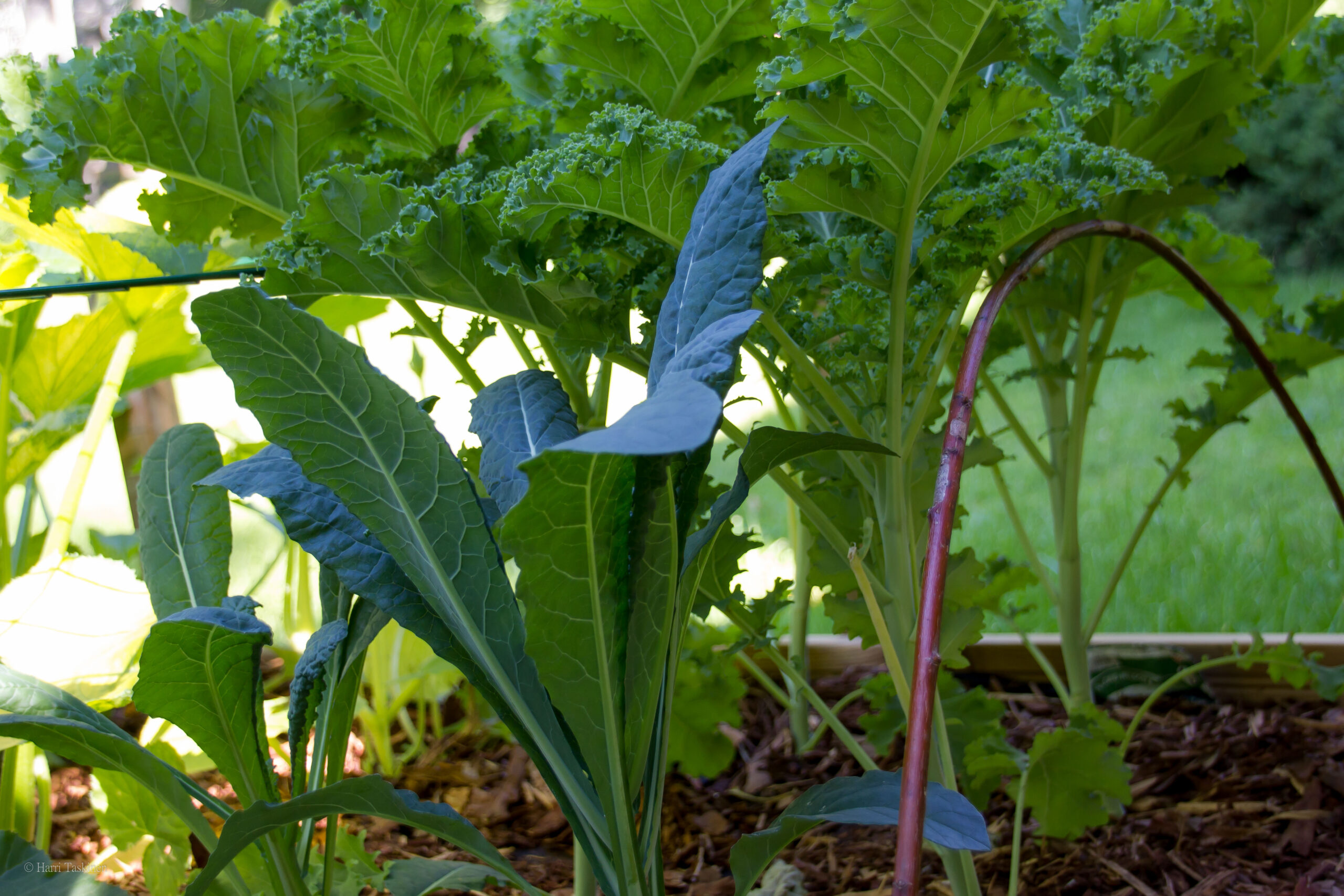 Syötävää pihalla heinäkuussa 2015