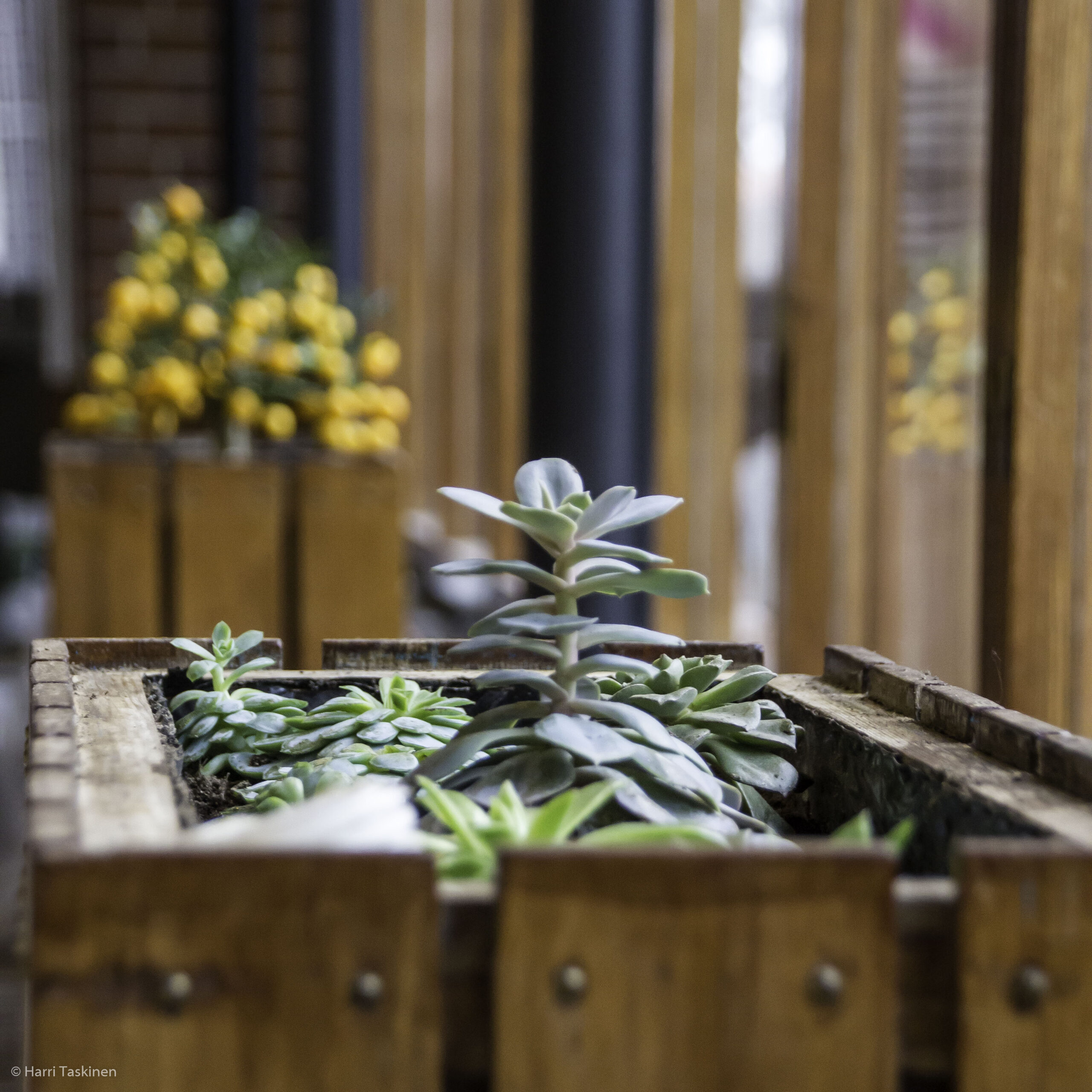 Decorating with Plants